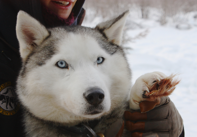 sled-dogs-2