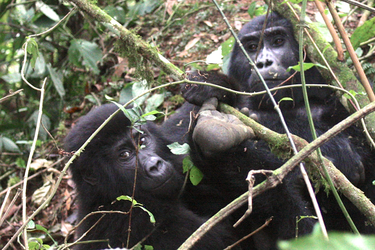 gorillas by Christina Newberry